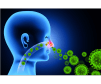 The Nasal Environment 
